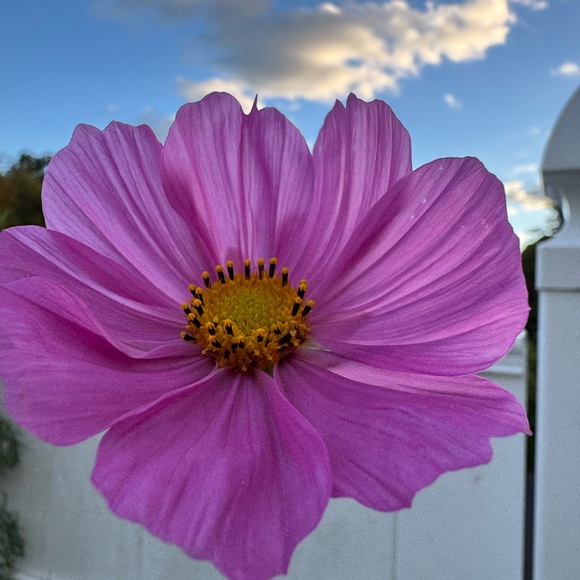 Meet your Posher, Theresa - Picture 1 of 1